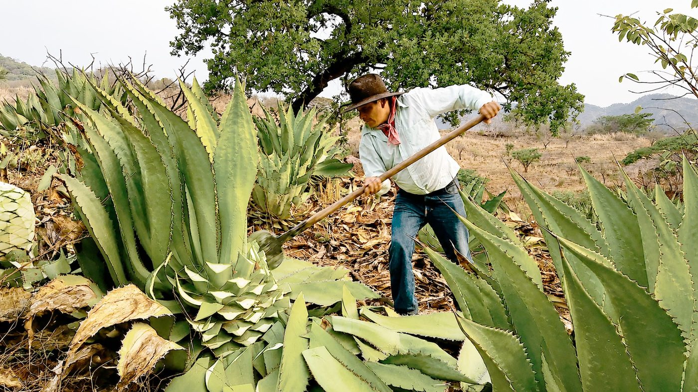 Selección del agave
